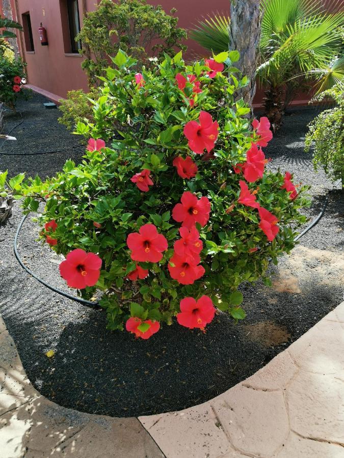 Appartamento Spagnolo Oasis Tamarindo Corralejo Esterno foto