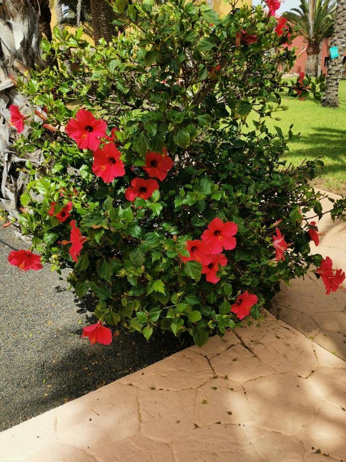 Appartamento Spagnolo Oasis Tamarindo Corralejo Esterno foto